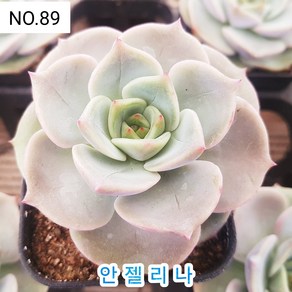 다육식물- 희귀 다육 100가지 모아보기, [NO. 89] 5.5cm 포트, 1개