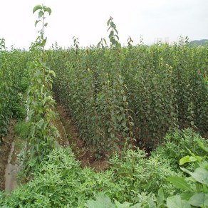 직립꽃복숭아(흰색꽃) 나무 묘목 접목1년 뿌리 1개/정원수 조경수, [ 모과나무 접목1년생 ], 1개