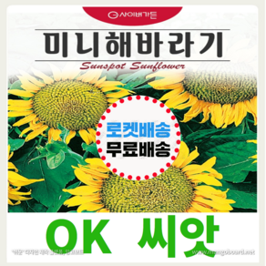 [OK씨앗] [미니해바라기(선스팟)] 해바라기씨앗 종자(오케이씨앗), 1개