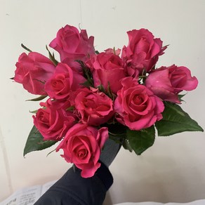 [사직생화] 카렌쟈 장미 진핑크 생화 한단10송이