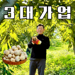 부여 반깐밤, 1개, 1kg