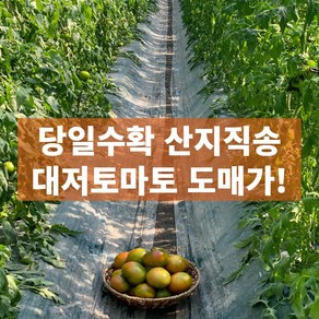 일등농수산 산지직송 프리미엄 대저 토마토 2.5kg 혼합과, 1개, 2.5kg (2L~3S)