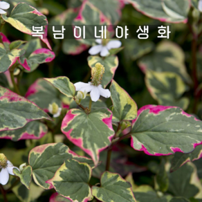 관상용어성초 카멜레온 [1개 복남이네야생화 모종 습한땅 수변식물 houttuynia], 1개