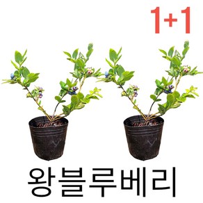 왕블루베리묘목 1+1 블루베리나무 키우기