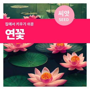 마이플랜트 연꽃 꽃씨 씨앗 10립, 1개