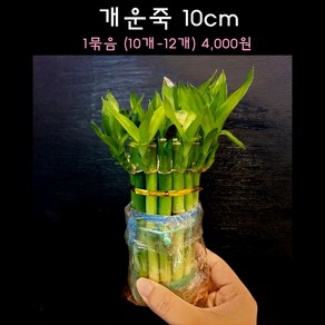 [수초아쿠아] 개운죽 10cm (10개~12개) 초보수초 인기수초 구피 새우 은신처 어항수초 수초맛집 득템수초 구피수초 음성수초 부상수초