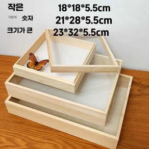 럭키펠릭스 곤충표본 채집 표본 리얼곤충표본 아크릴, 1개, 소형 소나무 18x18x5.5cm