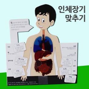 인체장기맞추기(5인용)