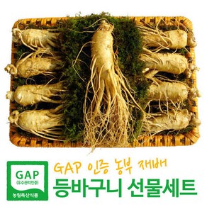 [GAP 농부 재배인삼] 6-5년근 수삼 대 4호(750g 9-10뿌리) 인삼선물세트 등바구니+고급케이스+보자기 3중포장 엄선된 인삼으로포장 설 명절 이바지 선물세트로 추천, 1세트, 750g