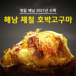 제철 해남 호박고구마, 꿀고구마  10kg 중, 1개