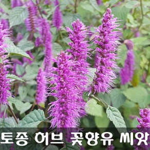 [해피플라워] 꽃향유 씨앗 0.5g / 봄 여름 파종 토종 야생화 허브 꽃씨