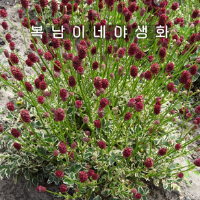 왜성 무늬오이풀 리틀엔젤 [1개 복남이네야생화 모종 상귀소르바 sanguisoba], 1개