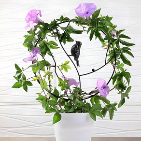넝쿨 식물 지지대 원형 하트 화초 지주대 [오디가 ODIGA], 검정색(Black), 1번 디자인, 1개