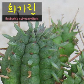 희기린 (구갑기린) 지름 9cm 소품 다육화분, 1개