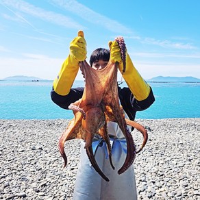 완도 자연산 문어 해녀가 직접 채취 1kg