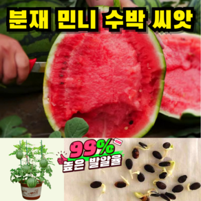 [높은 발알율] 분재 민니 수박 씨앗 종자, 50알