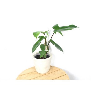 서비내 필로덴드론 '플로리다뷰티' Philodendron Florida Beauty 희귀식물 인테리어 플랜테리어 반려식물 실내식물