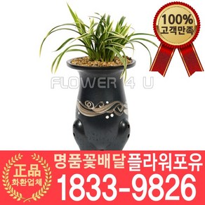 [플라워포유] 대국관 동양난 서양난 승진축하 영전 인사이동 개업난 선물 꽃배달 개업화분, 1개