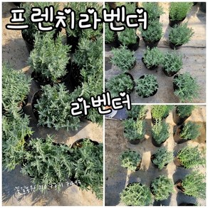 프렌치라벤더 003 랜덤 공기정화식물/미세먼지/공기정화효과 공기정화식물, 1개