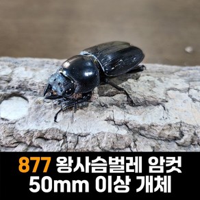 877 왕사슴벌레 암컷 50mm 이상 개체 / 종충용 왕사슴벌레 분양 / 혈통 왕사슴벌레