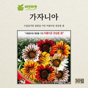 세계종묘 가자니아 씨앗 30립, 1개