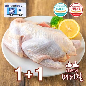 (배터짐) 쫄깃한 식감 노계닭 산란계 폐계닭 노계, 1.5kg, 2개