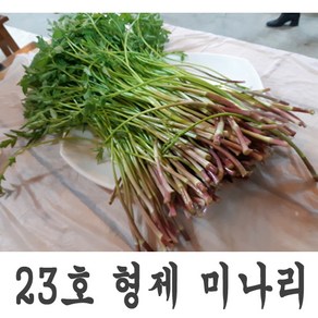 일등 농부 정재후 형제미나리 청정 미나리 1kg 800g 500g 300g 미나리삼겹살 미나리무침 꿀 미나리