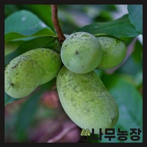 (나무농장) 포포나무 접목 NC-1 장포트, 1개