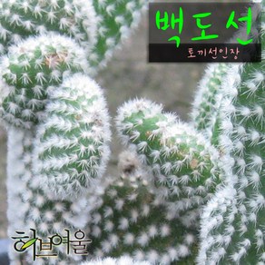 [허브여울선인장] 백도선 (토끼선인장 honey bunny ) 지름 9cm 소품다육화분, 3개