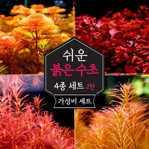 [미초] 키우기 쉬운 붉은 수초 4종 초보수초세트 [2탄] (슈퍼레드/레드카붐바/블러드레드/왈리키) / 초보자용 어항 수초 / 수초 세트 / 구피 수초