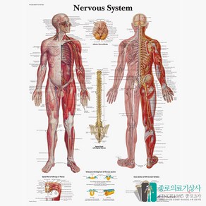 3B Scientific 신경계 인체해부차트 VR1620 신경구조 Nevous 병원액자, 액자없음, 1개