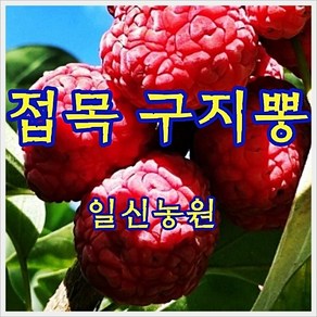 [일신농원] 단감 대봉 대추 사과 배 밤 포도 복숭아 자두 매실 살구 체리 등 묘목 80여 종 /유실수/약용수/정원수/화목류, 1개, X2 접목 구지뽕 (2년특묘)