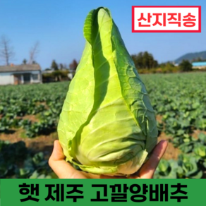 [품질보증] 햇 제주 고깔 양배추 (원산지: 제주특별자치도 제주시), 1개, 5kg