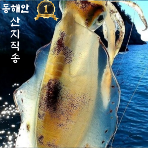 일년에 단 두번 무늬오징어 국내산 급냉, 1개, 1kg(대2~4마리)