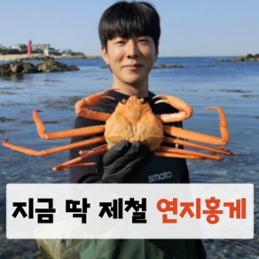 [산지직송]구룡포 연지홍게 박달 포항 영덕 제철 택배 붉은 홍개 홍게 고급홍게 게 제철, 1개, 가성비연지홍게 2kg 6~7미