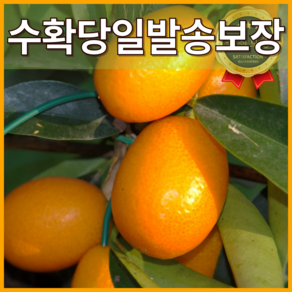 [백화점VIP납품] 제주 금귤 낑깡 고당도보장 농장산지직송, 1박스, (특품) 소-중과 2kg 내외