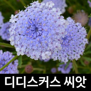 디디스커스 씨앗 꽃씨 꽃씨앗 종자 야생화 화초 50알