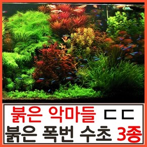 수초하우스) 초보자용 키우기 쉬운 붉은 수초 3종 세트, 1세트(총16줄기), 1개