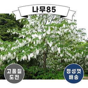 (나무85) 손수건나무 소노마 실생2년, 1개