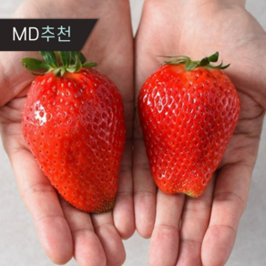 [재구매율1위] 당일수확 프리미엄 생딸기 킹스베리, 1개, 400g