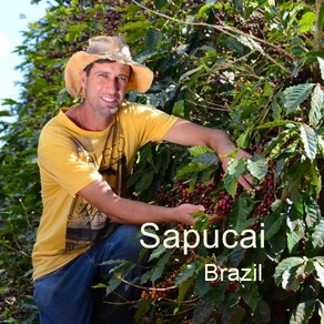 [위트러스트] 브라질 사푸카이 200g Brazil Sapucai/ 스페셜티 커피 원두