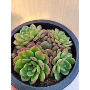 [청담다육] 레드탑 군생 다육이 (랜덤배송), 1, 1개