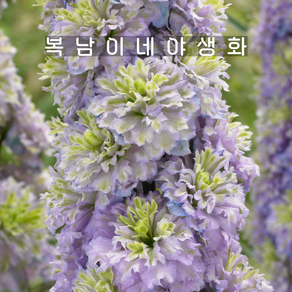 델피늄 하이랜더 크리스탈딜라이트 [1개 복남이네야생화 모종 델피니움 delphinium], 1개