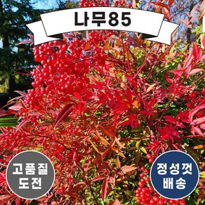 (나무85) 남천 키 10cm 포트(2주묶음), 1개