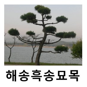 해송나무 묘목 흑송 실생2년 플러그묘 10개묶음, 10개