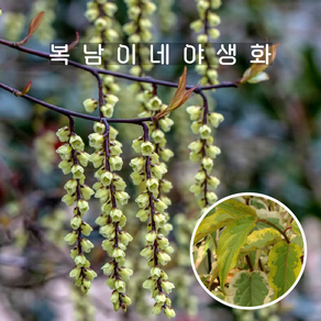 통조화 조이포에버 [1포트 복남이네야생화 모종 술꽃나무 스타키우루스 stachyuus], 1개