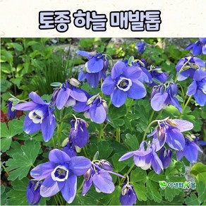 토종 하늘매발톱(4치 포트) 야생화 모종 /노지월동, 1개