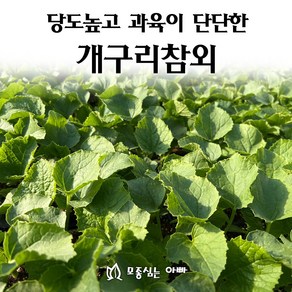 [모종심는아빠] 당도높고 과육이 단단한 개구리참외 모종, 모종5개, 1개
