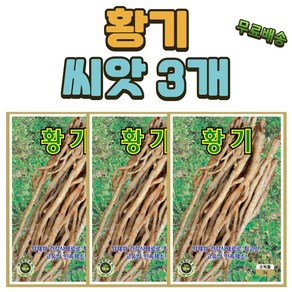 씨앗팜 황기씨앗 3개(3gx3) 민속채 약초 씨앗