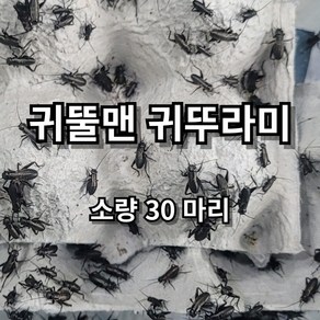 [귀뚤맨] 쌍별 귀뚜라미 소량 귀뚜라미 파충류 양서류 먹이 30마리, 30, 극소, 1세트